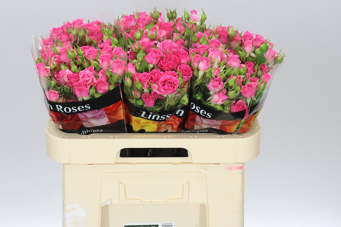 Rosa Tr Lianne