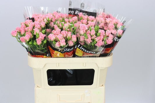 Rosa Tr Odilia