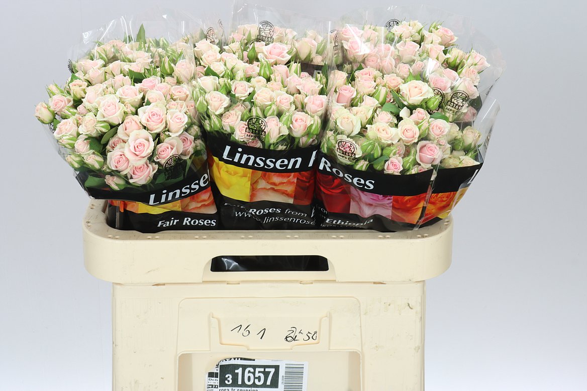 Rosa Tr Severina