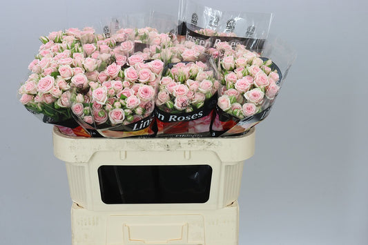 Rosa Tr Severina