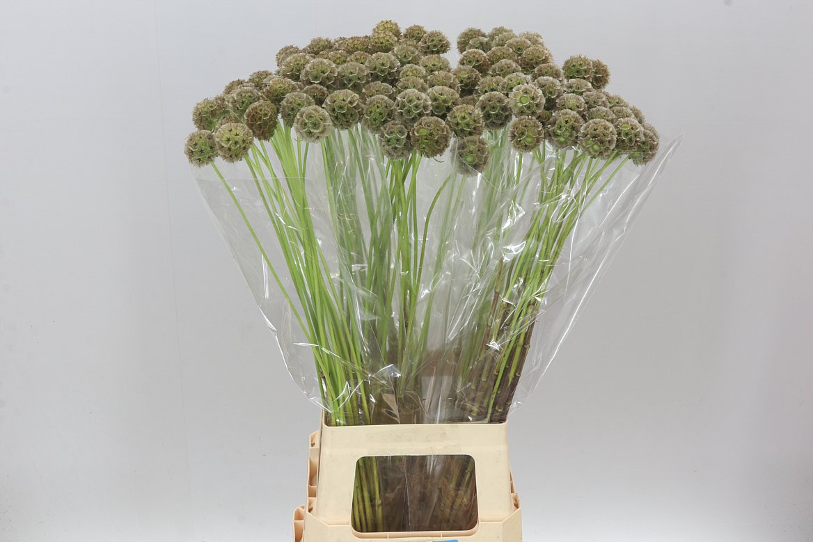 Scabiosa Stellata