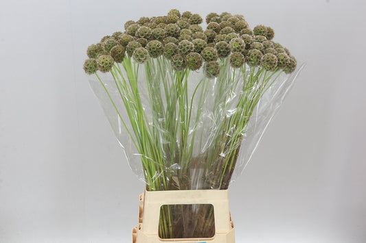 Scabiosa Stellata