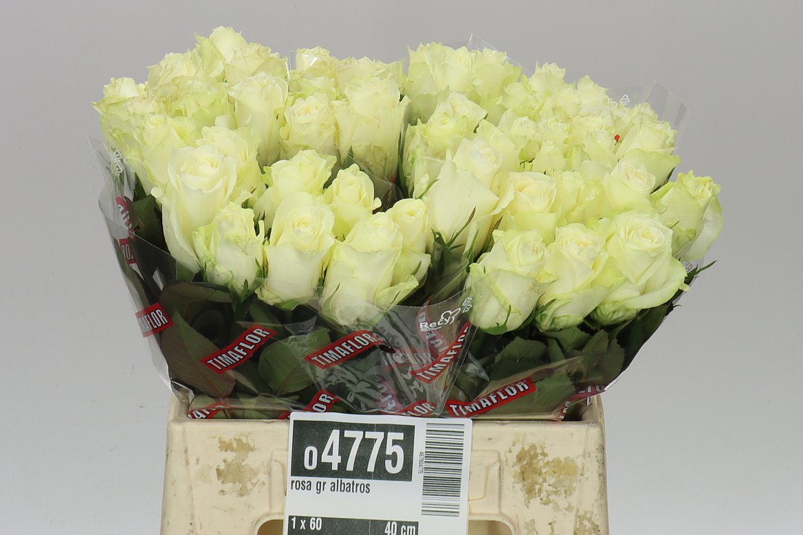 Rosa Gr Albatros