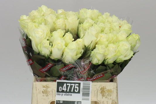 Rosa Gr Albatros