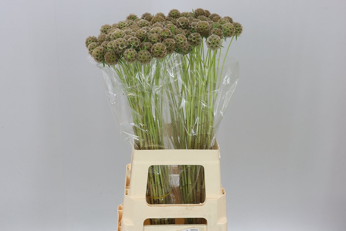 Scabiosa Stellata