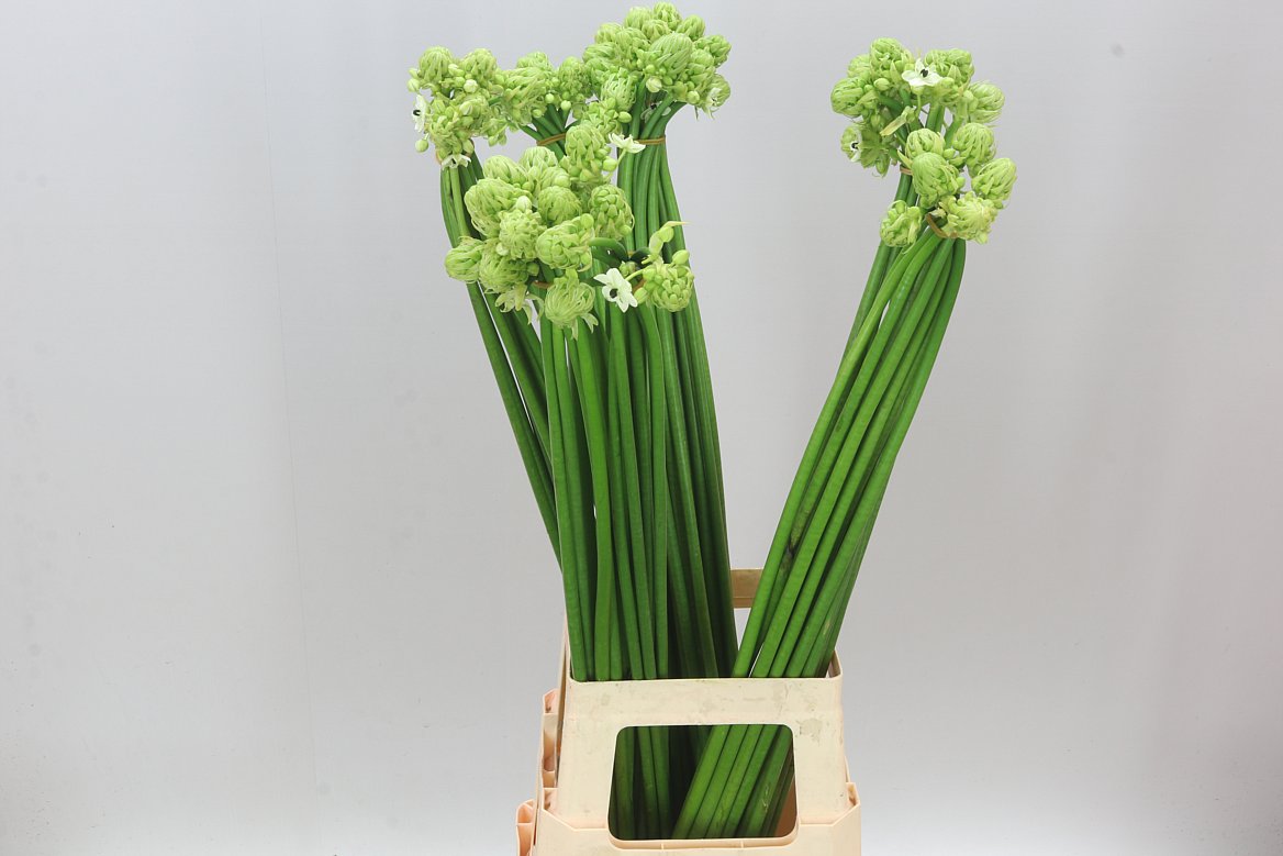 Ornithogalum