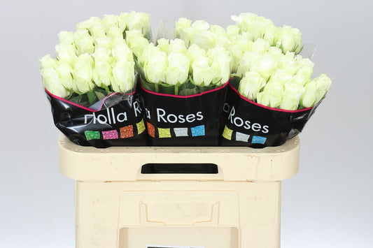 Rosa Gr Countdown