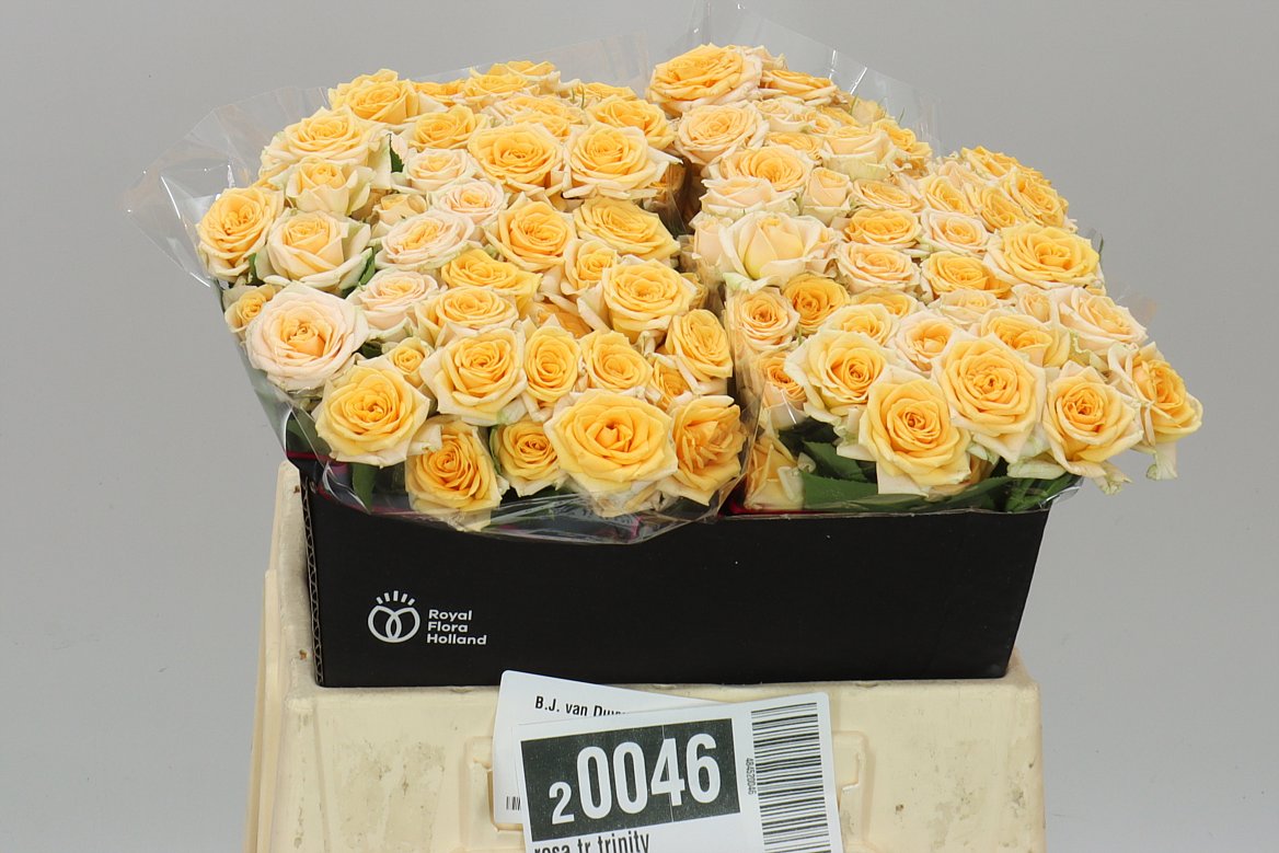 Rosa Tr Trinity