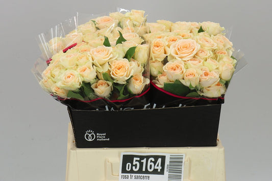 Rosa Tr Sancerre