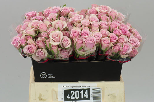 Rosa Tr Leila