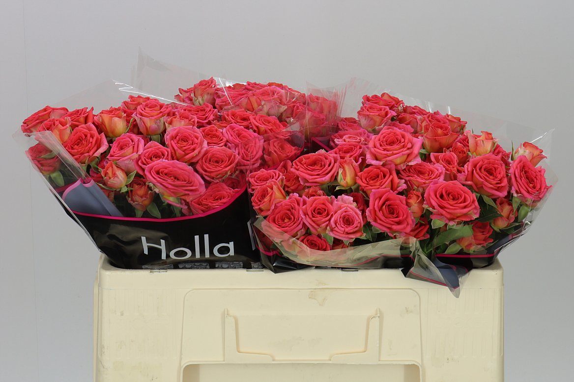 Rosa Tr Chimo
