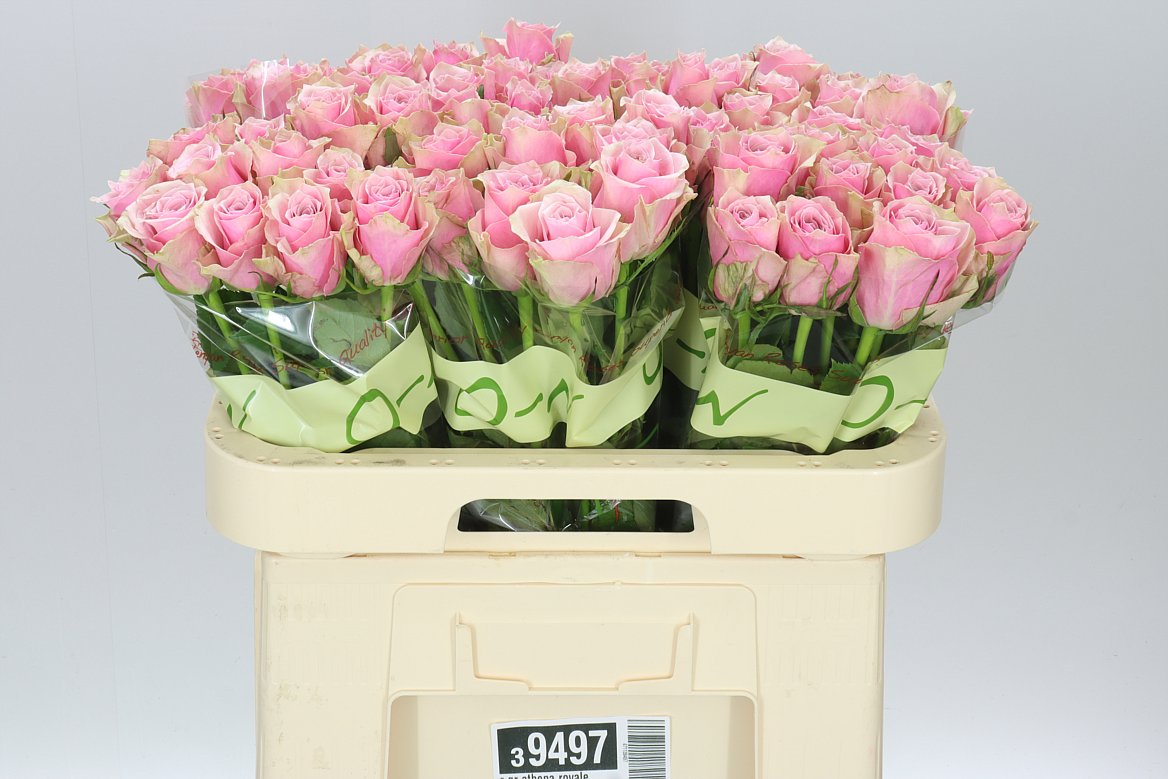 Rosa Gr Athena Royale
