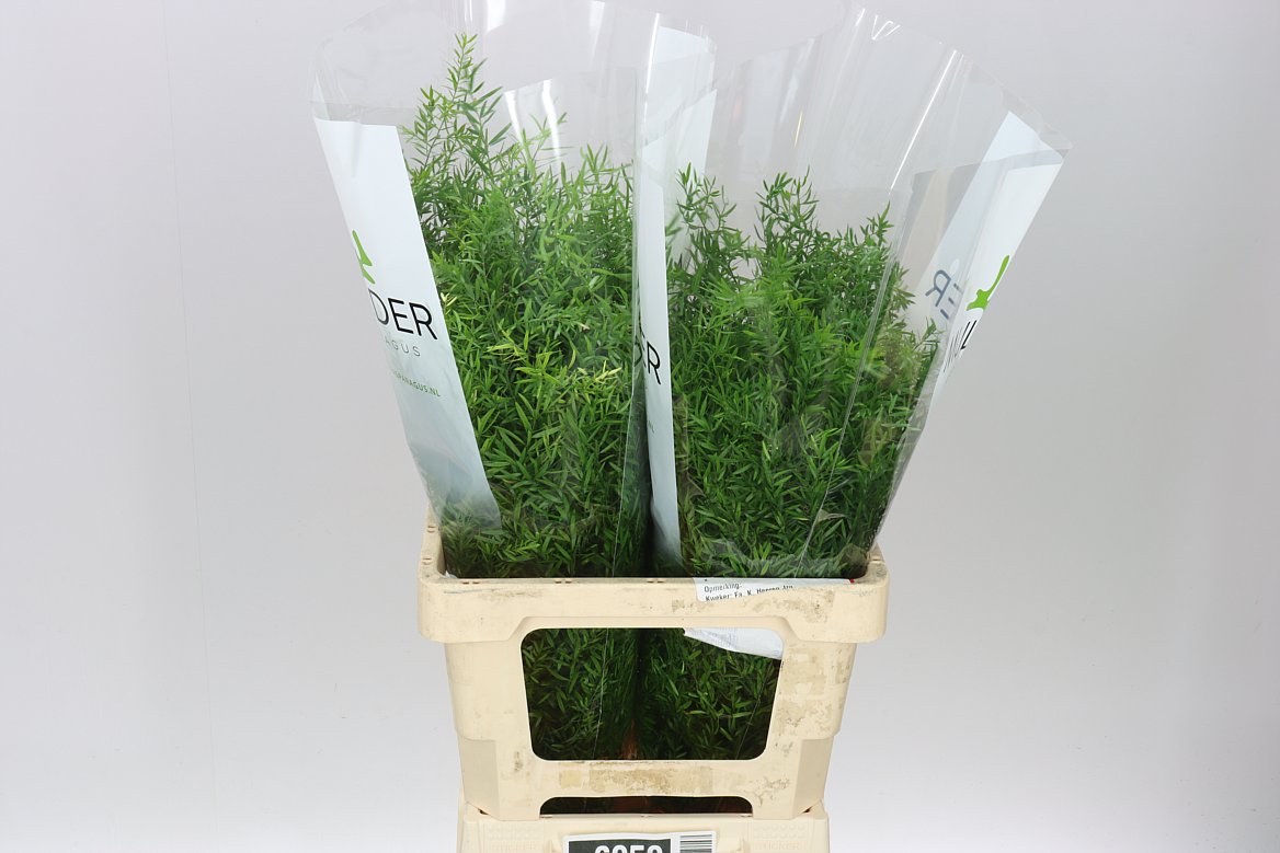 Asparagus Cwebe