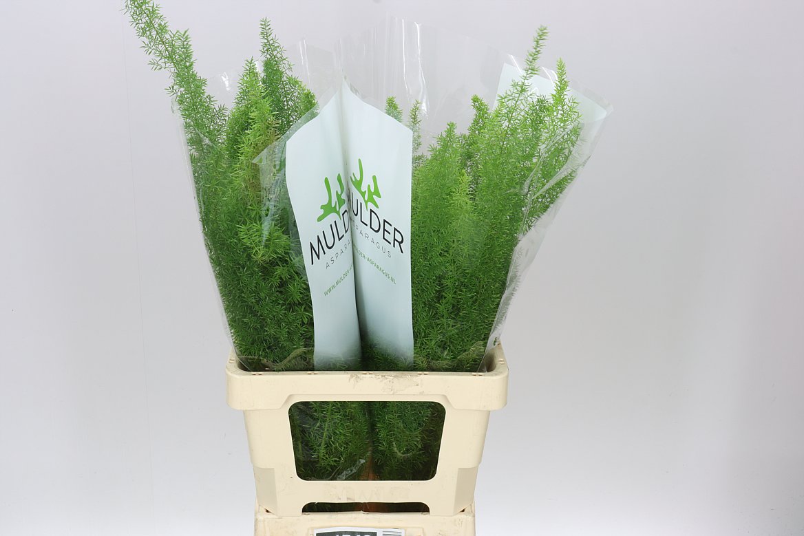 Asparagus Meyers