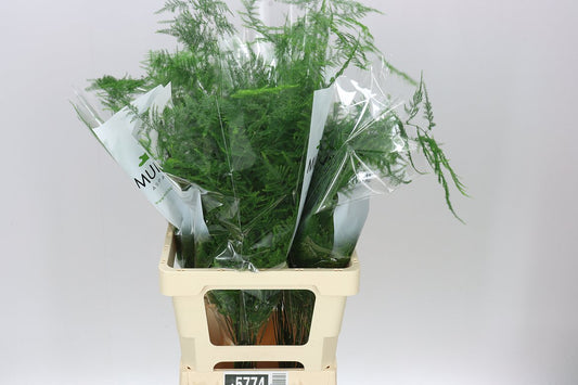 Asparagus Plumosus Medium