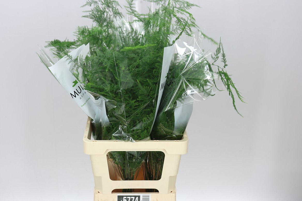 Asparagus Plumosus Medium