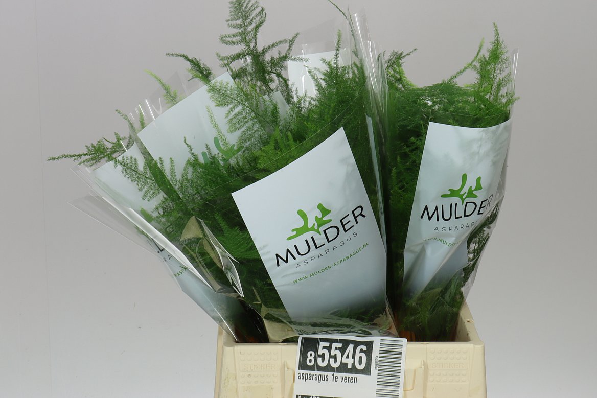 Asparagus Plumosus Short
