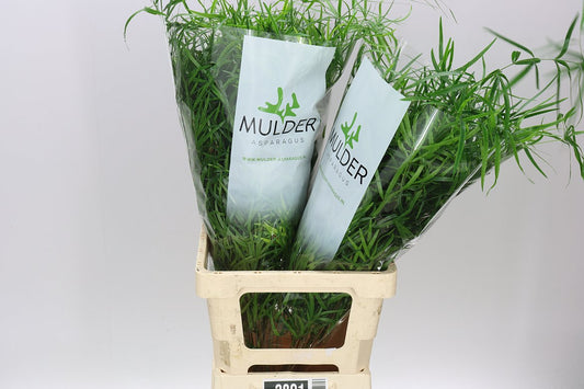 Asparagus Falcatus