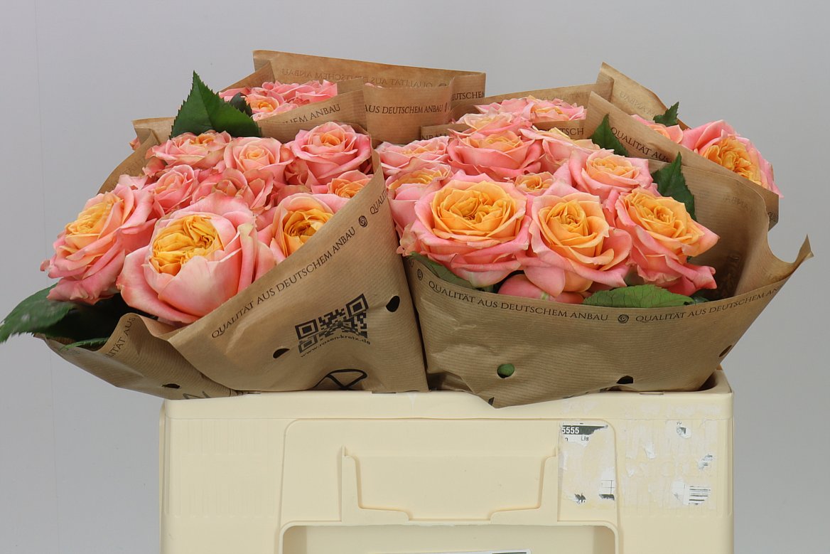 Rosa Gr Gar Peach Funky