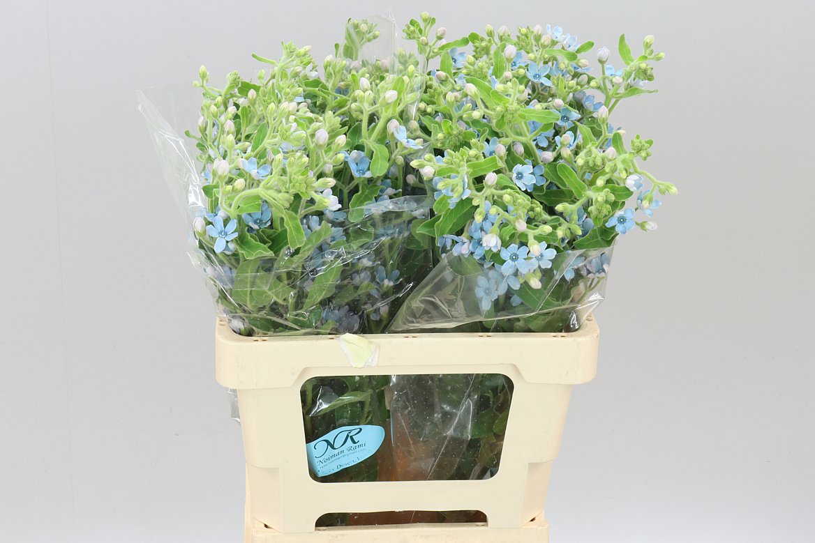 Oxypetalum Pale Blue