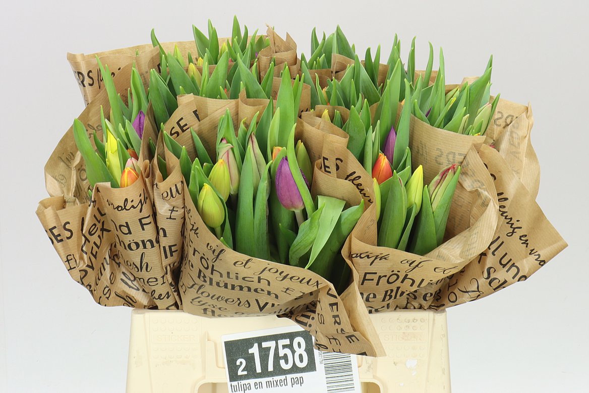 Tulipa En Mixed Paper