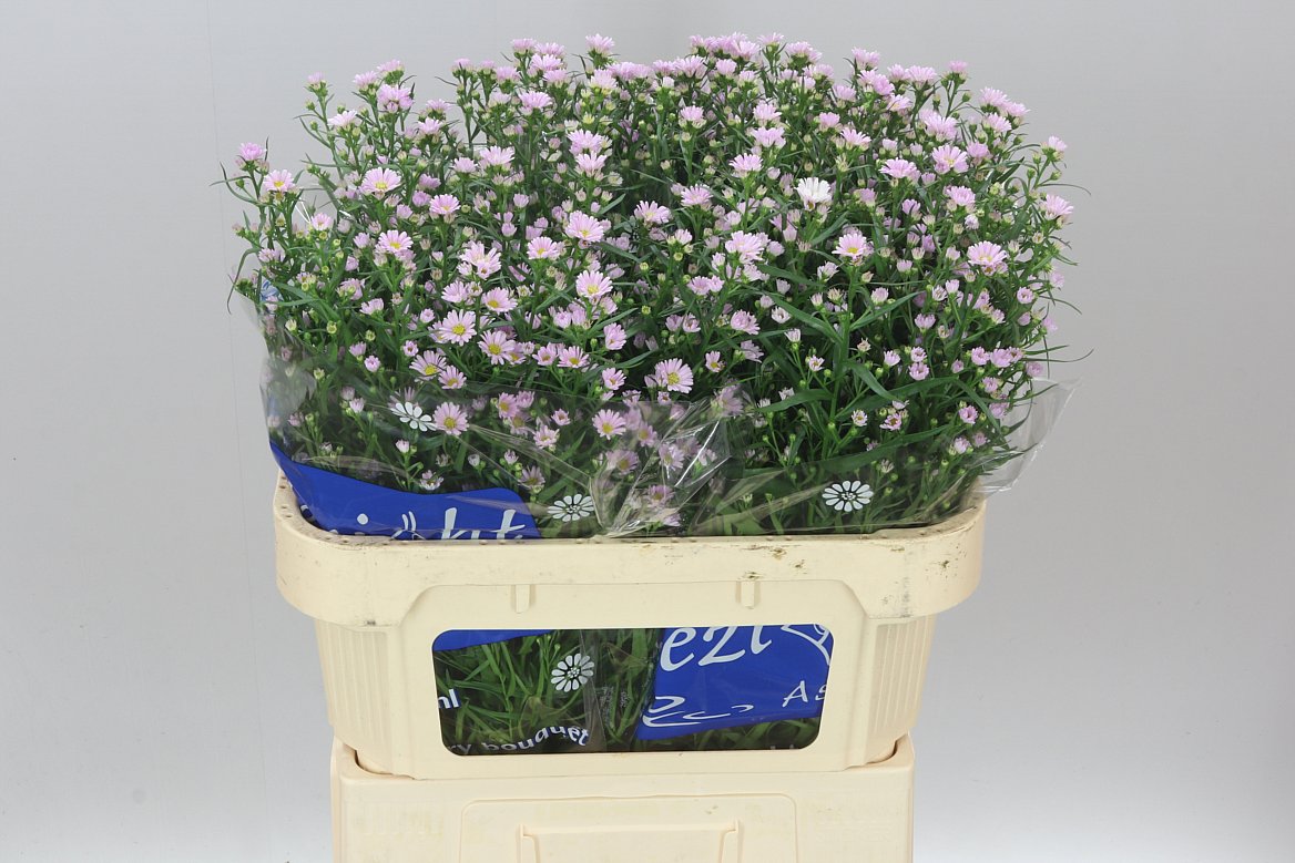 Aster Claudia