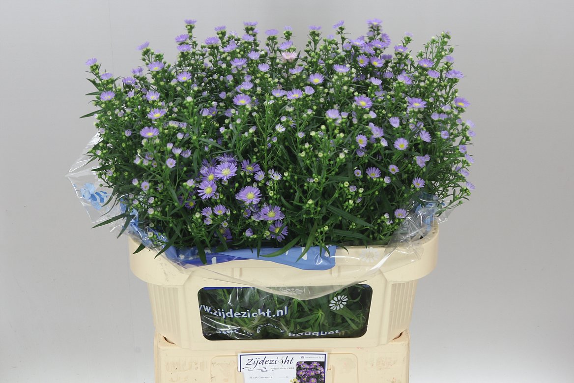 Aster Cassandra