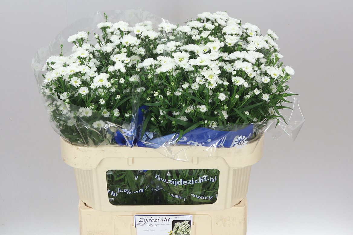 Aster Cassy