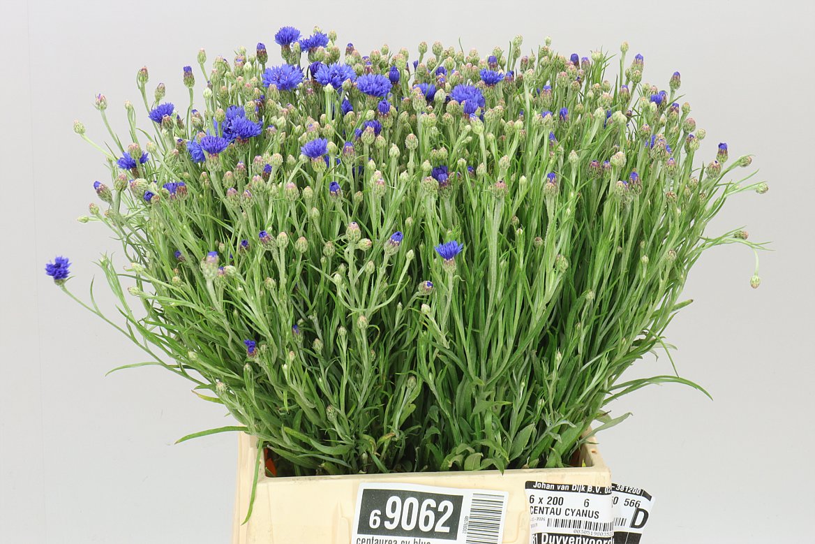 Cornflower Blue