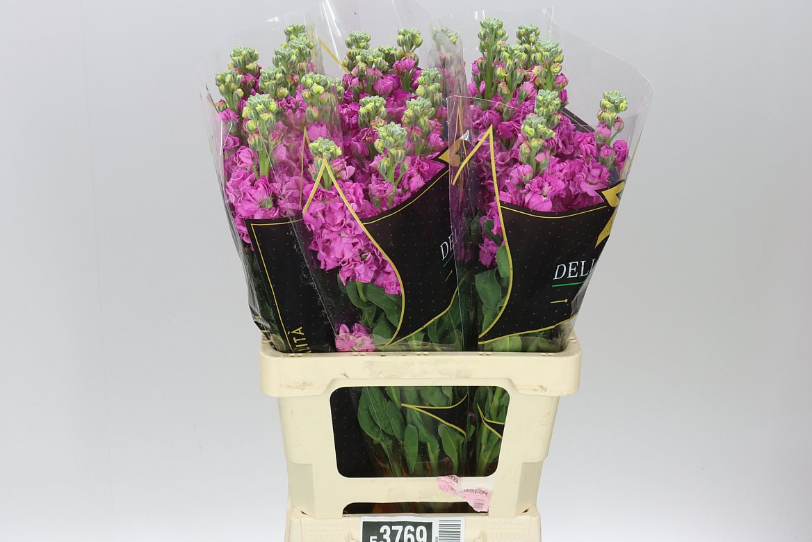 Matthiola Hot Pink It. Imp
