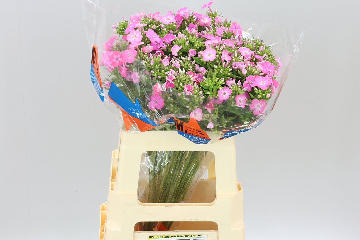 Phlox P Senora