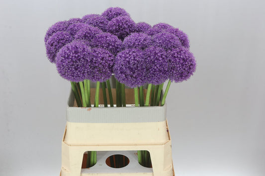Allium Giganteum