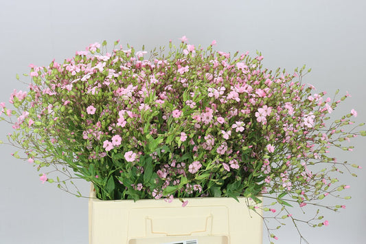 Saponaria Pink Per Bunch A2