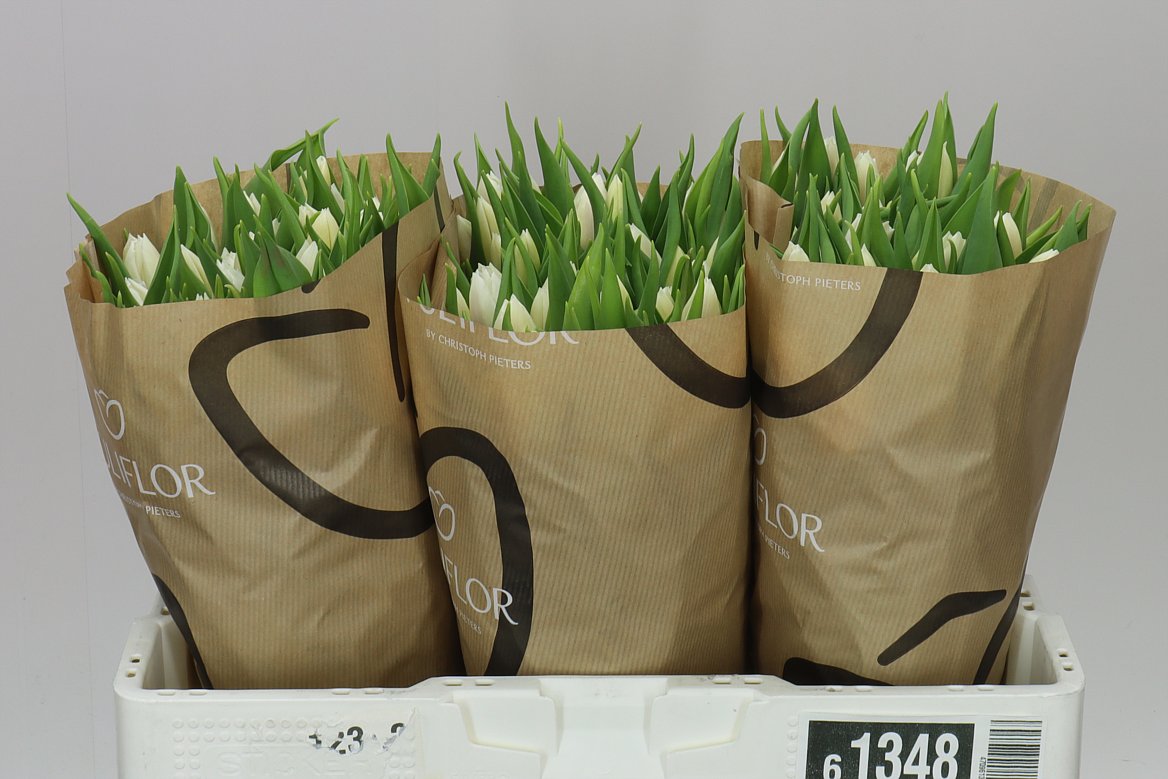 Tulipa En White Prince