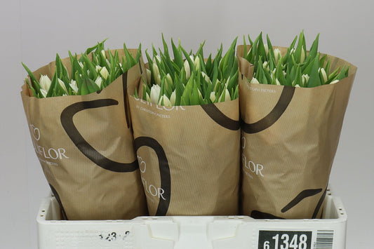 Tulipa En White Prince