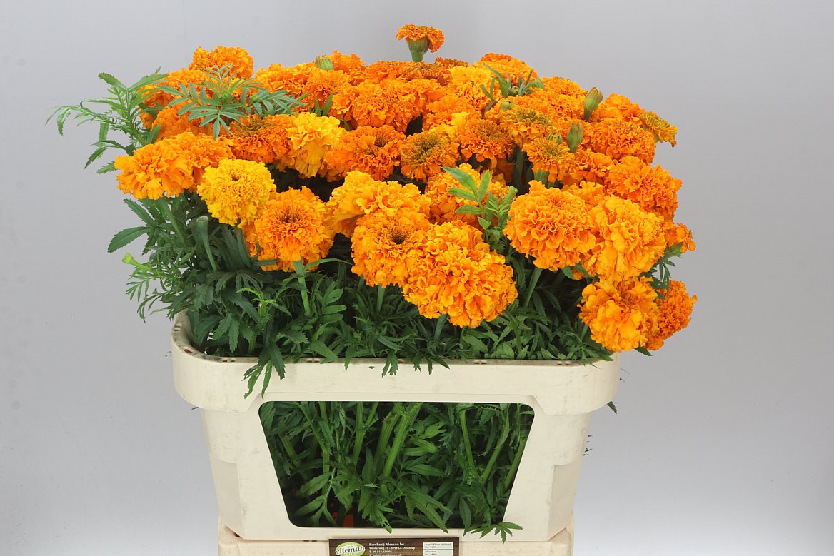 Tagetes Orange