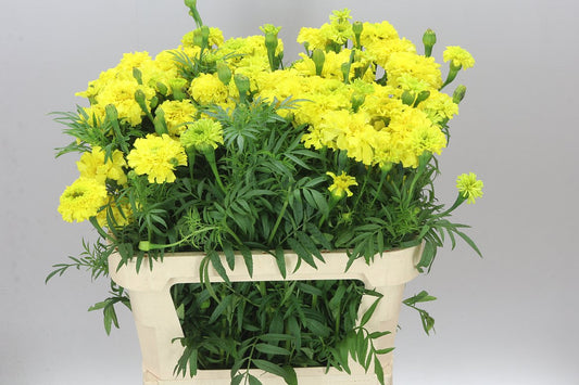 Tagetes Yellow