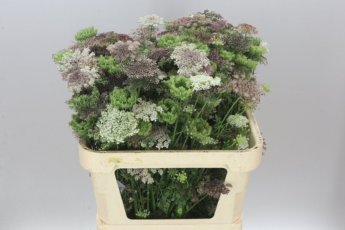 Ammi Daucus Carota