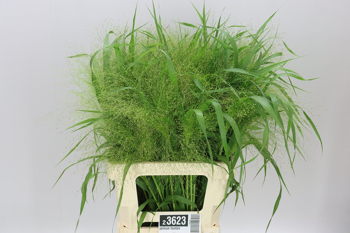 Panicum Fountain