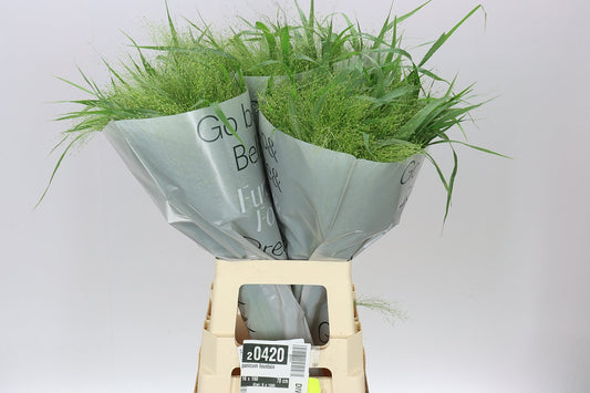 Panicum Fountain