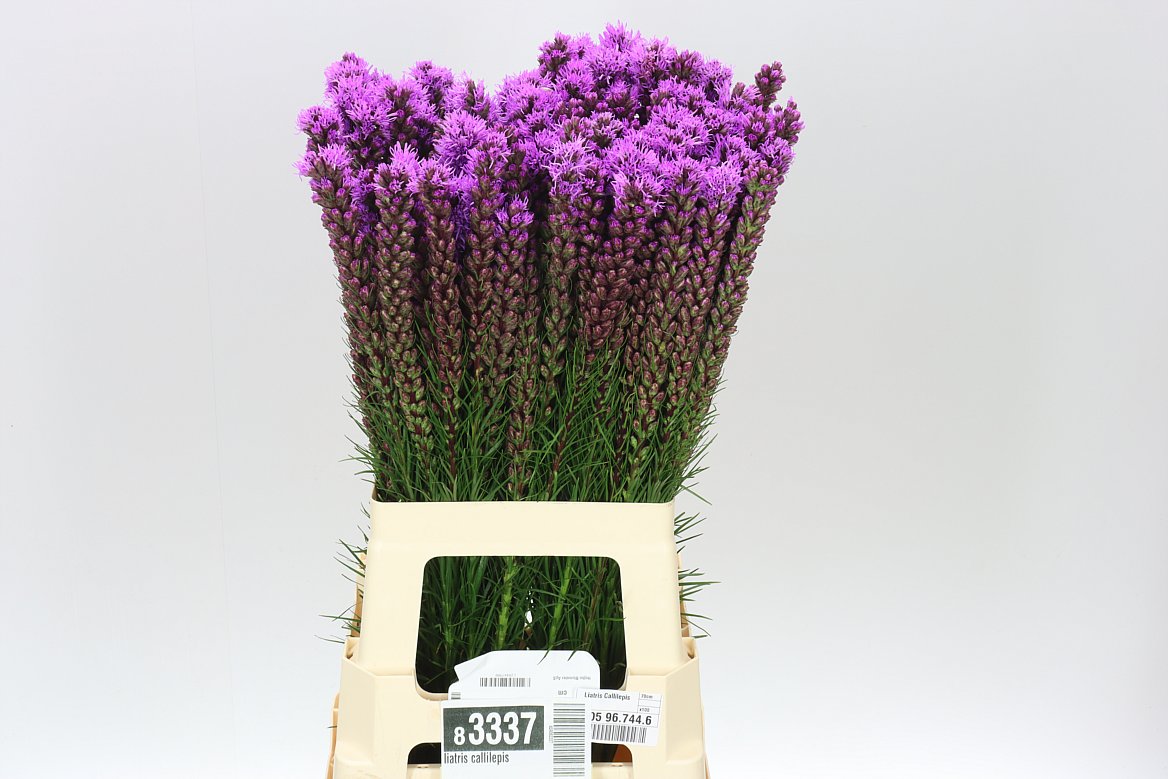 Liatris