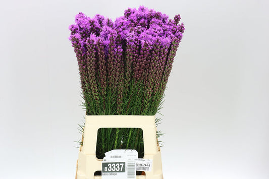 Liatris