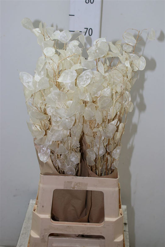 Dried Lunaria White
