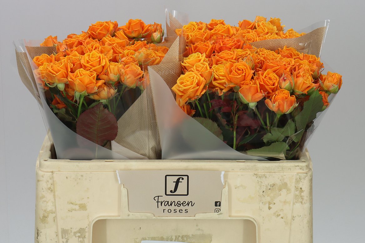 Rosa Tr Orange Queen
