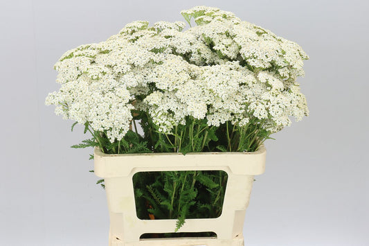 Achillea White Beauty