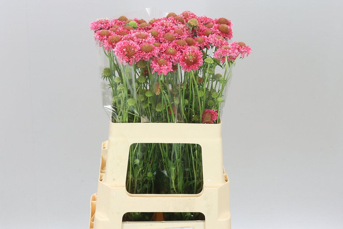 Scabiosa Candy Scoop