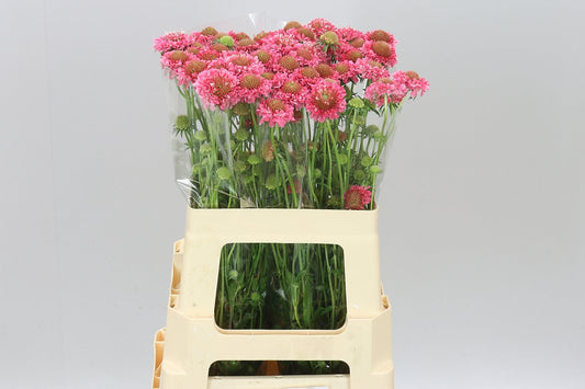 Scabiosa Candy Scoop