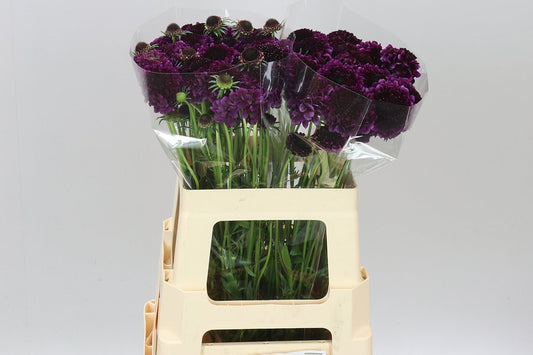 Scabiosa Red Velvet Scoop