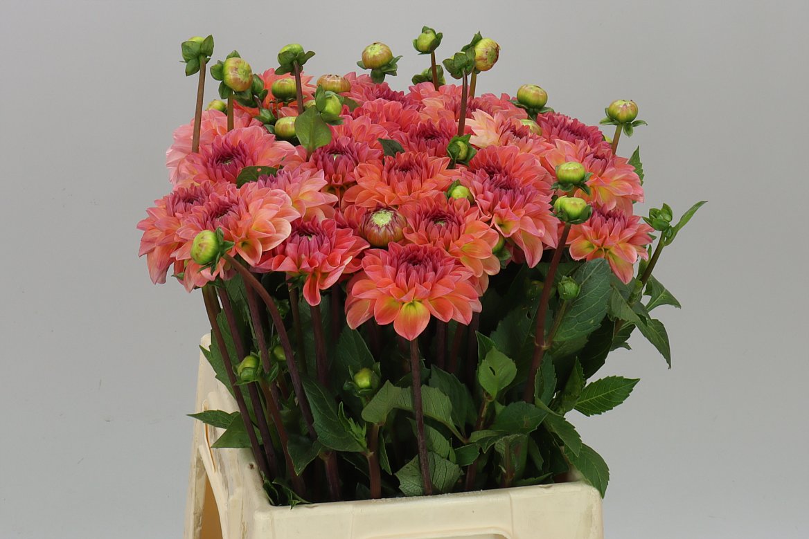 Dahlia Chanel