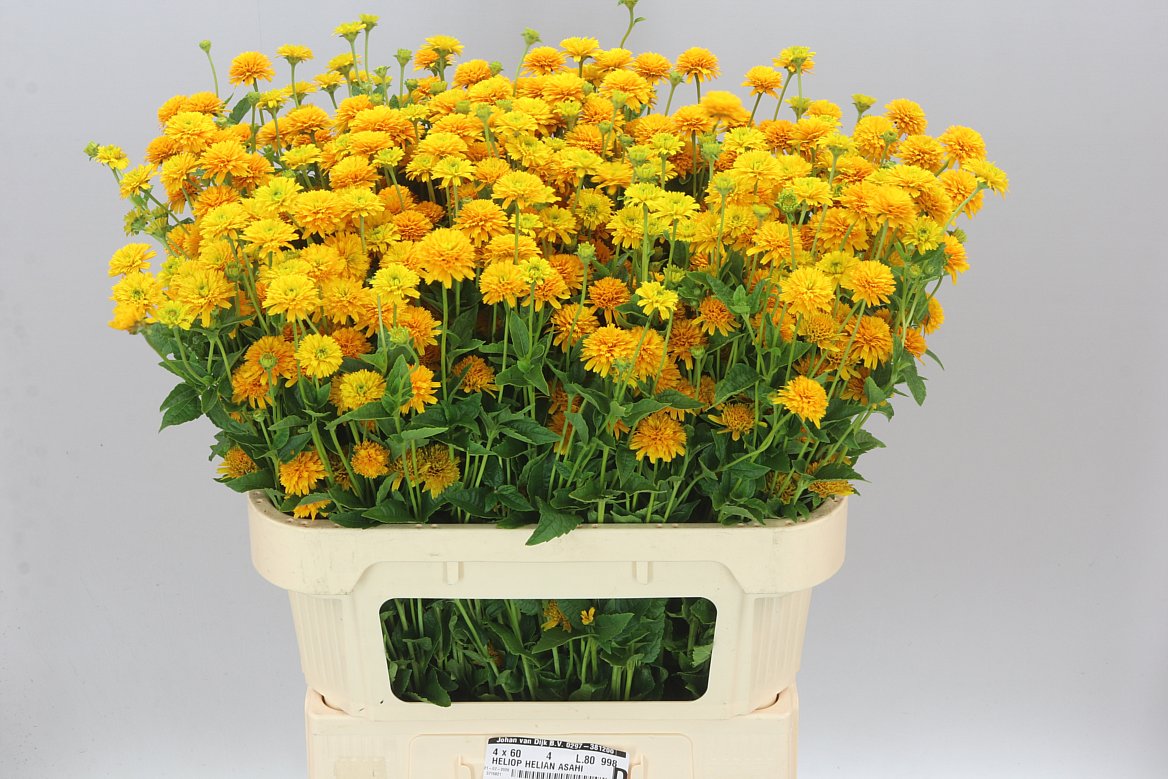 Heliopsis Helianthoides Asahi